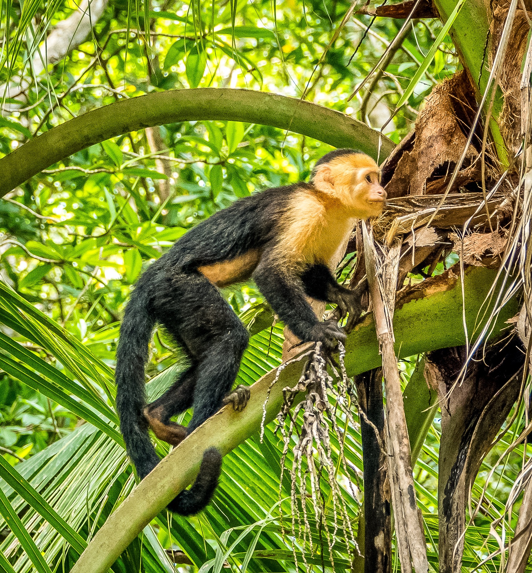 Quepos, Costa Rica 🇨🇷