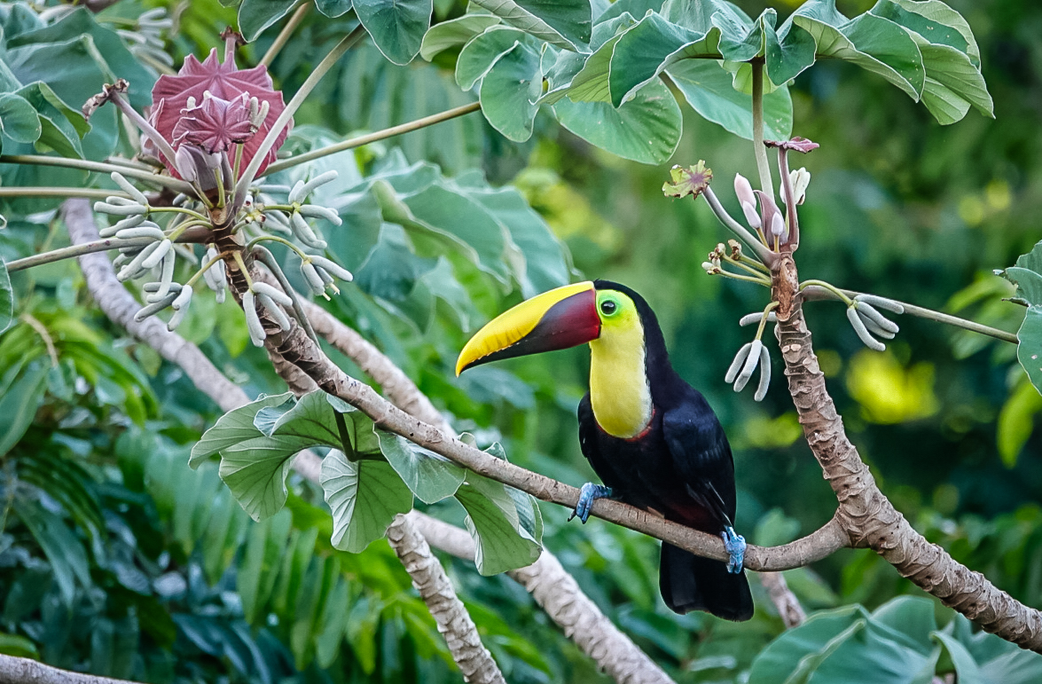 Manuel Antonio National Park, Costa Rica 🇨🇷