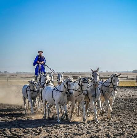 🇭🇺 Kalsoca, Hungary: Four Horsemen and a Babblefish